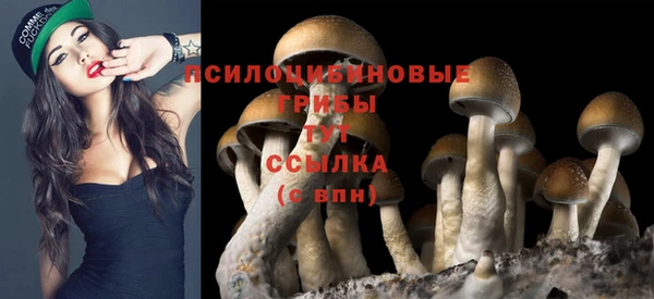стаф Зерноград